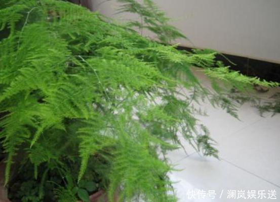 修剪|文竹如何修剪简单“1招”,新芽不断冒,株型漂亮,茁壮茂盛