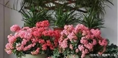 养殖|塑料袋太多，很烦人？别烦，用它来养花，养1盆旺1盆，真的很好