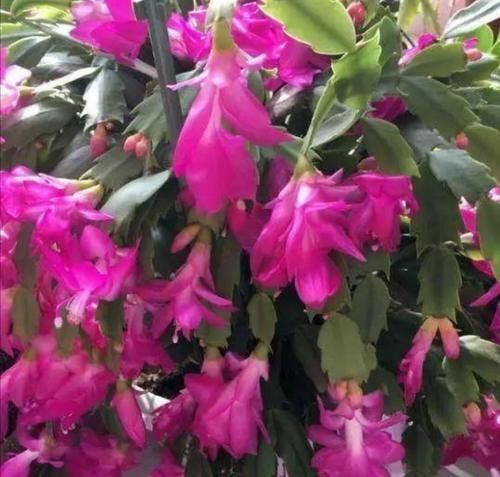 种花|家里养这2种花,开完花后剪一剪,很快就能再开花