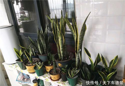 植株|老花匠养虎皮兰从来不施肥,做了2件事,枝繁叶茂爆小崽