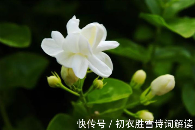 茉莉心香细雨天|夏花茉莉美诗八首赏读：著人茉莉花如雪，茉莉心香细雨天