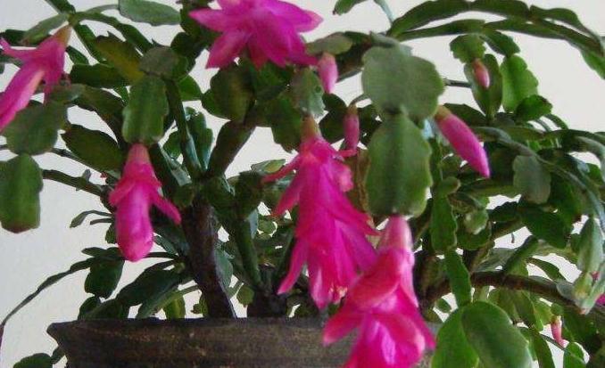 秋冬养花，家里养3种花，易管理长势旺，懒人都能养爆盆