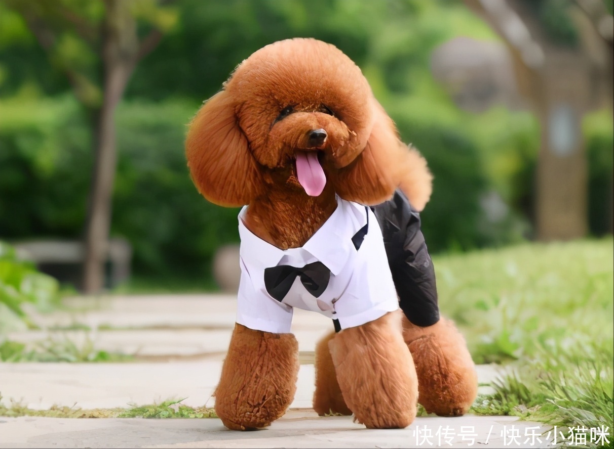 泰迪不同叫声代表不同意思,养狗多年的你,