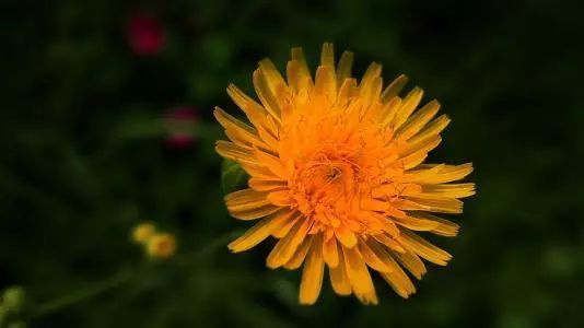 红枣|蒲公英，泡水喝，要躲开3个“坑”，懂得搭配，养生效果翻倍