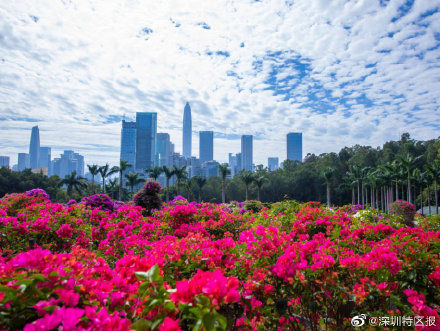 金英|深圳12月花历出炉