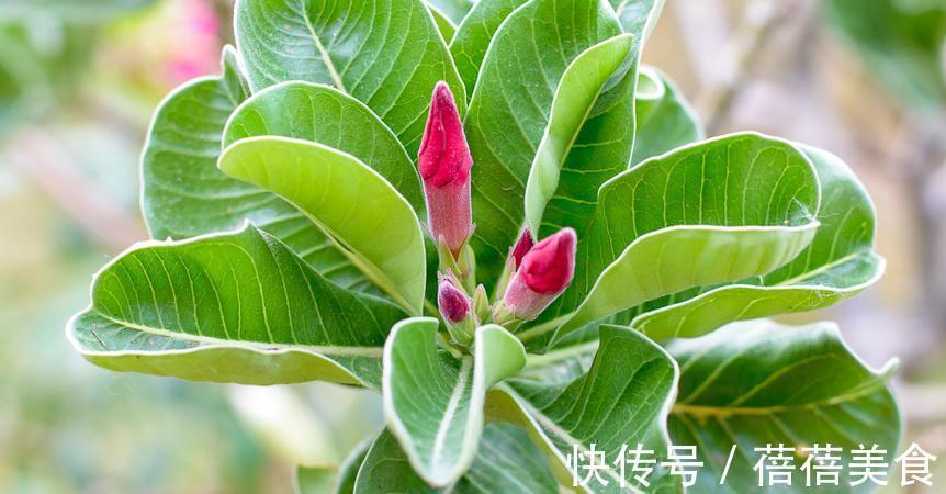 沙漠玫瑰掉花苞,避免这些问题,株型粗壮,开花艳丽