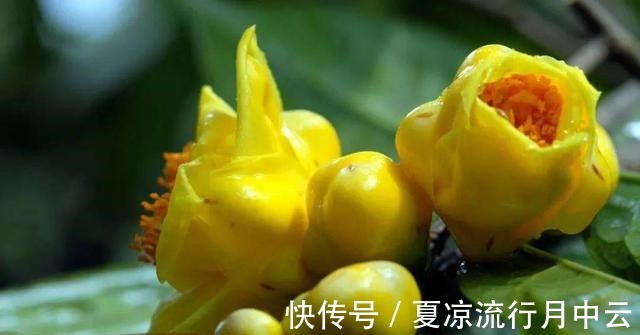 花朵|此茶花被誉为“植物黄金”,花瓣金黄,营养丰富,观赏食用两不误!