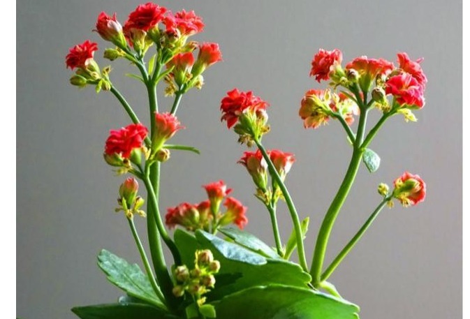 以下养的长寿花,开花又美又多,每年都有花赏,值得一试