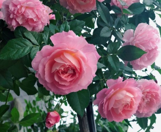 盘点最受欢迎的24种月季花,长得快、开花多,养了会上瘾!
