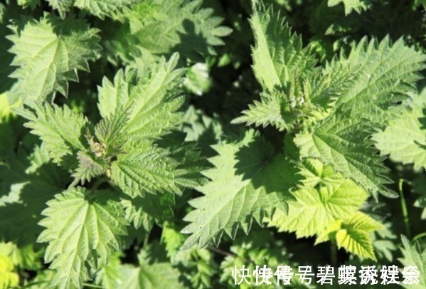 风湿性关节炎|农村常见的“咬人草”，是治疗风湿性关节炎的良药！