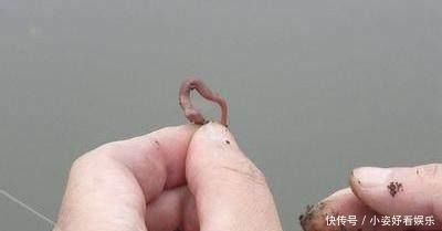 诱惑力|蚯蚓钓鱼还空军 三个绝技让你分分钟渔获翻倍