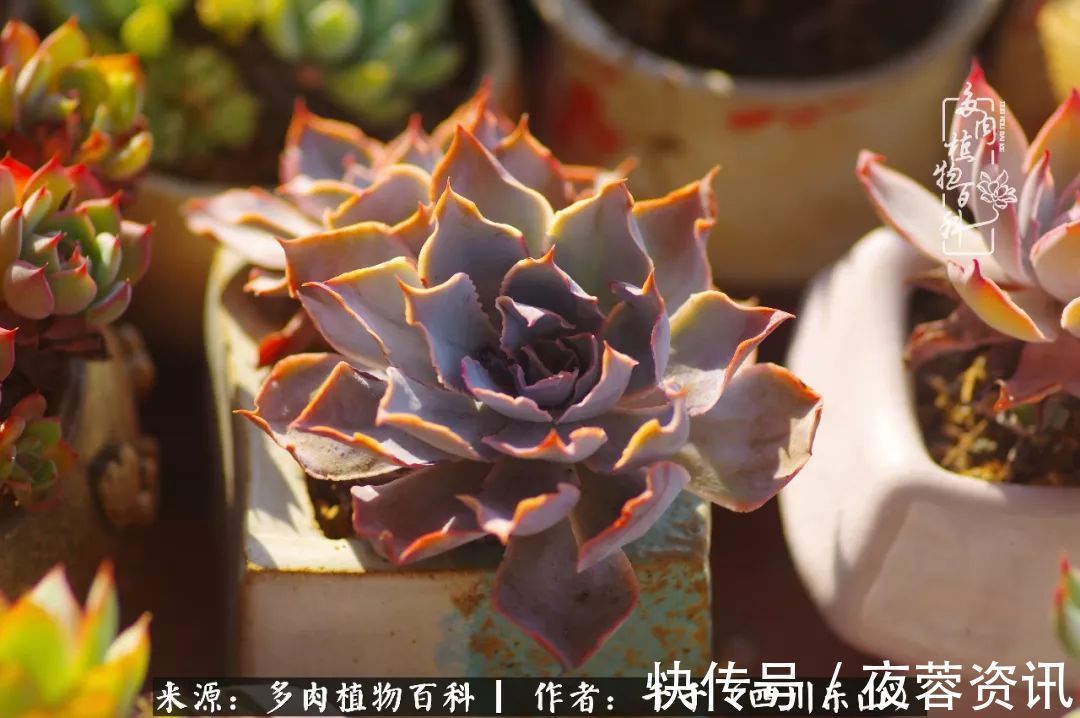 夏天|夏天日晒雨淋,秋老虎来势汹汹,你的多肉准备好逆袭了吗
