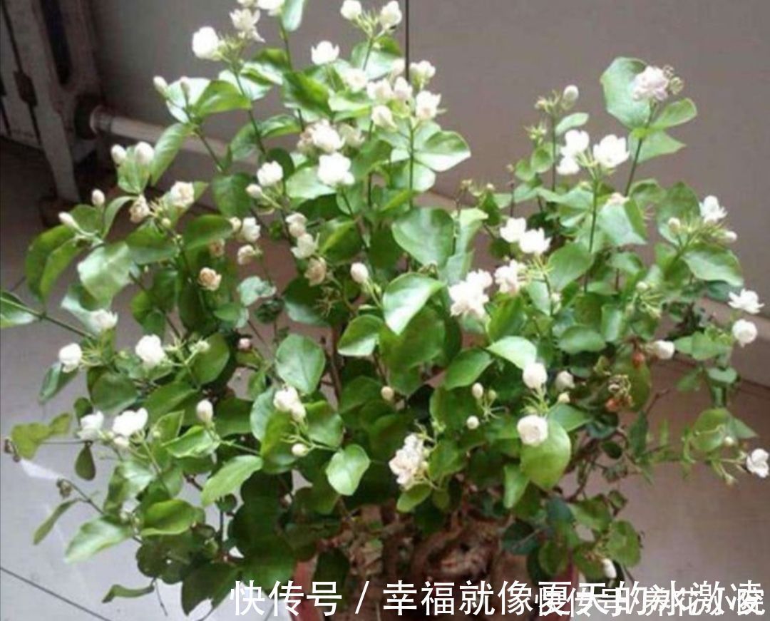 磷酸二氢钾|茉莉只长枝条不开花,马上给它做好三件事,枝头挂满花苞