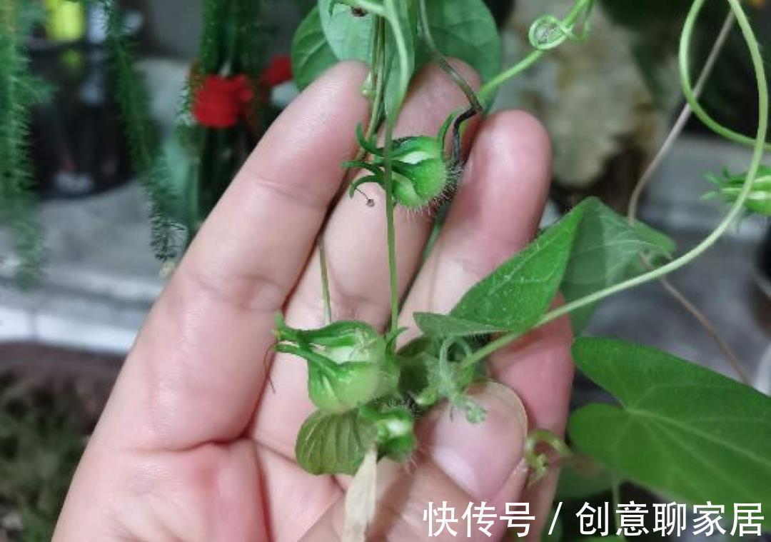 凤仙花|10种花开完不要剪,等20天之后,1盆变多盆
