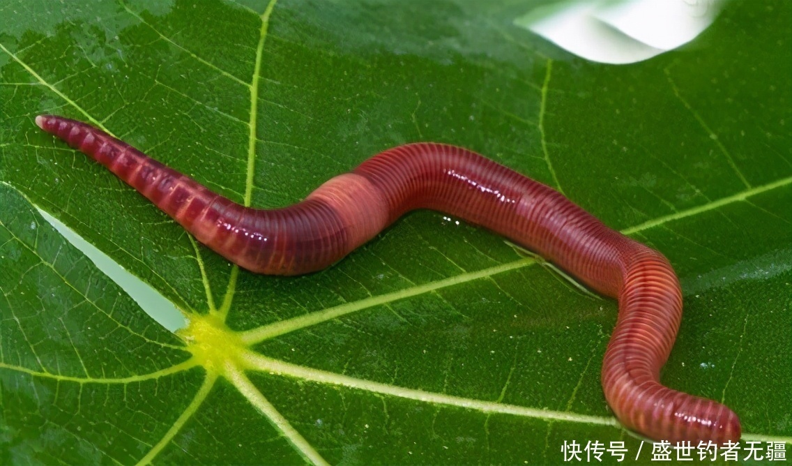 蚯蚓是万能饵,钓鱼也要注意这3点,不然一样不好使——盛世三渔