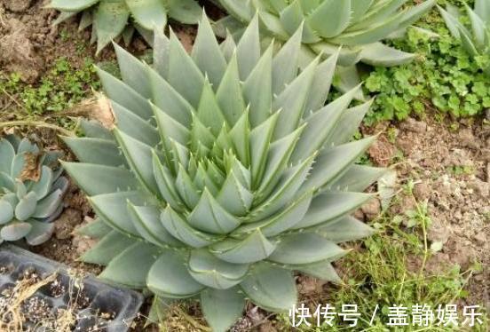 新手大岩桐、长寿花、虎皮兰、芦荟,一片叶子培育成一盆栽