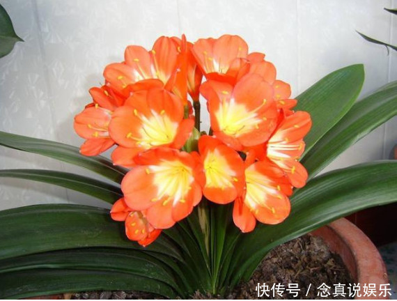 悄悄告诉你,养护君子兰有个“小秘密”,叶片油绿,年年开花不断