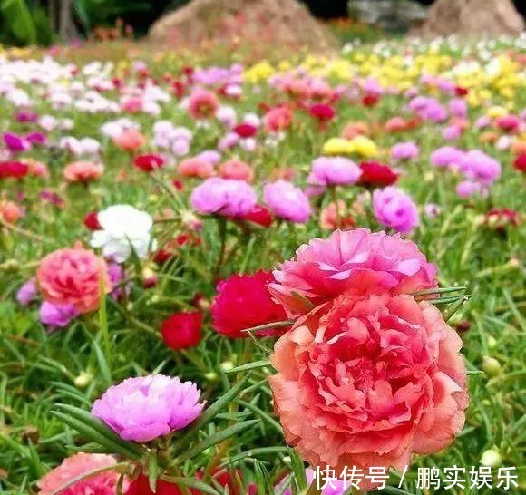 养护|养花技巧粗生粗养也能四季开花!少养1种都觉得亏了