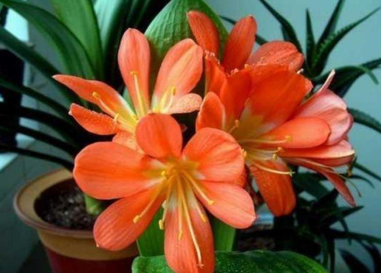 姿态万千|家养几种花卉,花开媲美玫瑰,花朵姿态万千