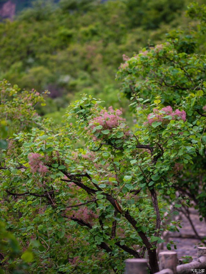 粉红|【郊野行摄】春风拂面，黄栌花开---雨中游京西幽岚山