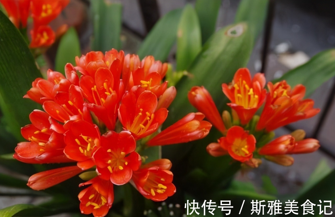 君子兰|君子兰,5月花谢后该怎么浇水?多浇、控水还是不浇好?