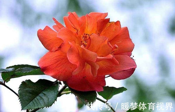 技巧#俗话说:言多必失,学会4个说话技巧,从此福从口入、财从天降!