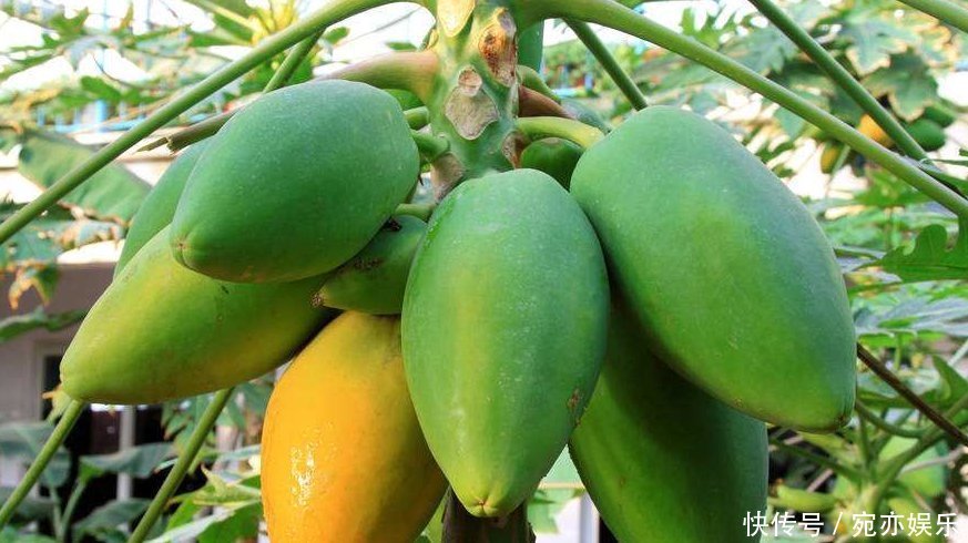 能补充营养和培养抗病能力的木瓜,农民们抓住三点不能全部吃的木瓜