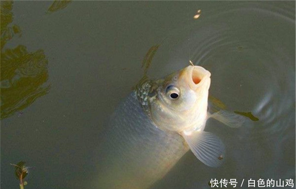 手竿钓鲫鱼,调漂和找口技巧,掌握这些要点,让中鱼率翻个倍!