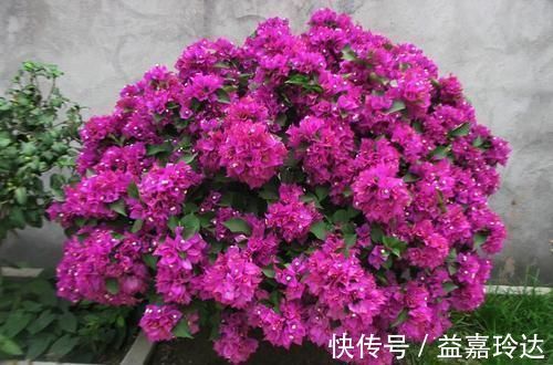 疯长|3种花不怕冷,遇水就疯长,寓意美好,花期超长!