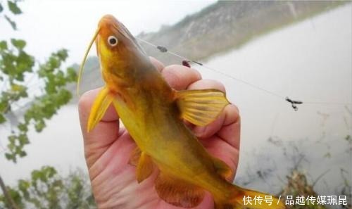 钓鱼|钓鱼:怎样钓河里的昂刺鱼(黄颡鱼)?