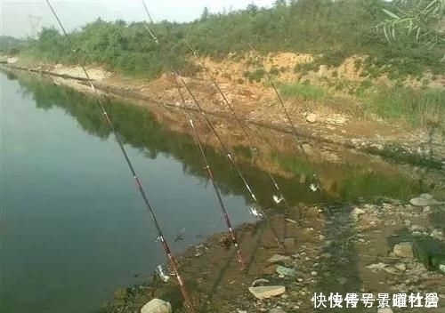 药酒|这条31斤的鲤鱼,他用的是什么饵料钓上来的