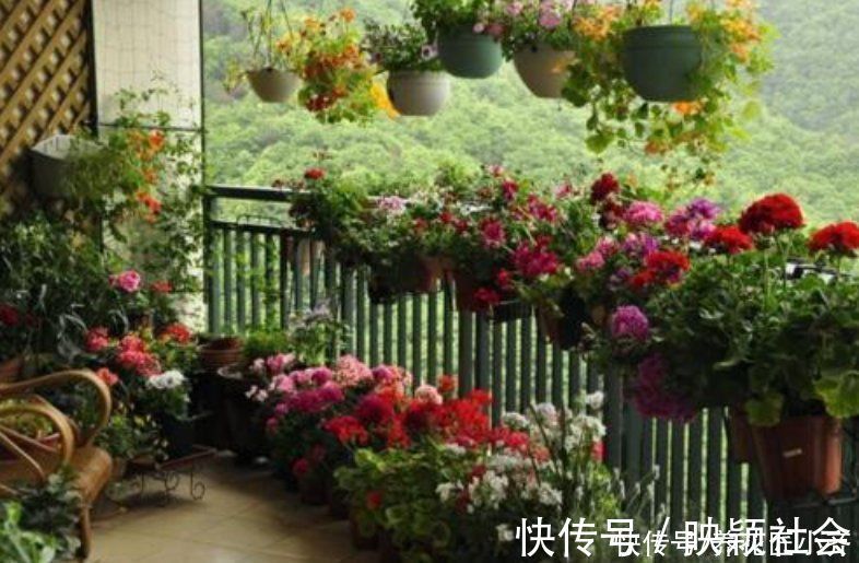 忌讳|养花忌讳“3种肥”，乱用不好，避免以后就不再黄叶，不用再发愁