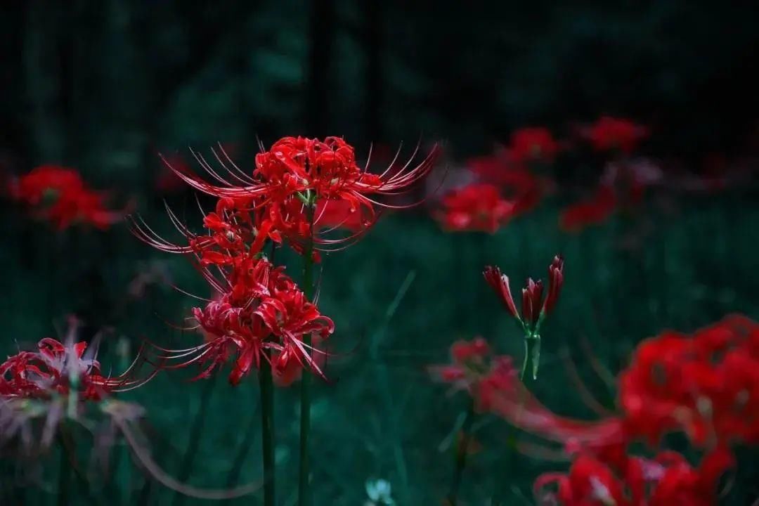 花花花花花~且看公园城市的“花月令”