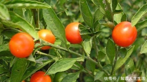 世界最毒的花有哪些十种最毒的花!