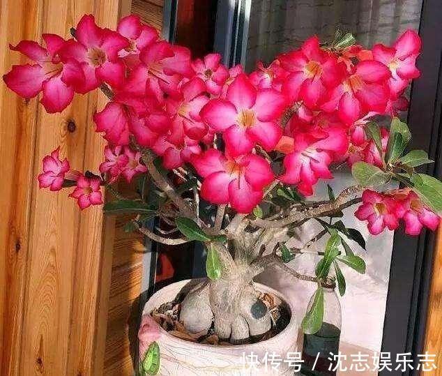 大肚子|4种“懒人花”，记住一个“旱”字，就能盆盆爆，开花真好看！