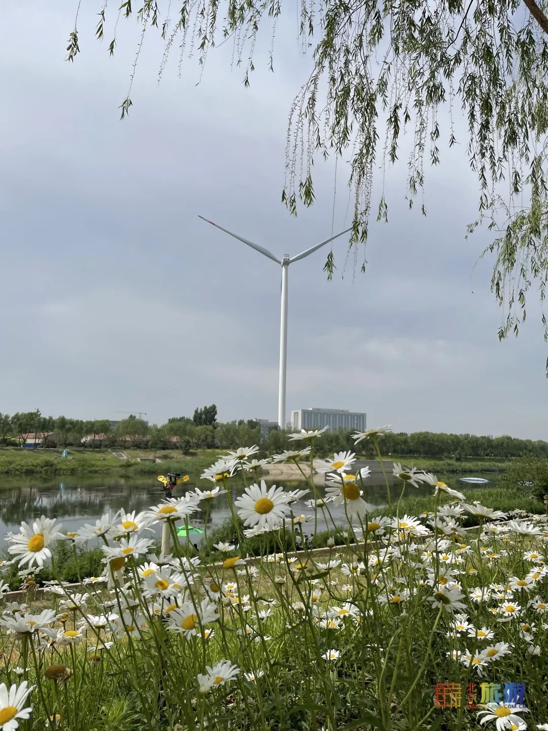 雏菊|北京亦庄超大规模雏菊花海正在盛花期，五颜六色，颜值爆表！