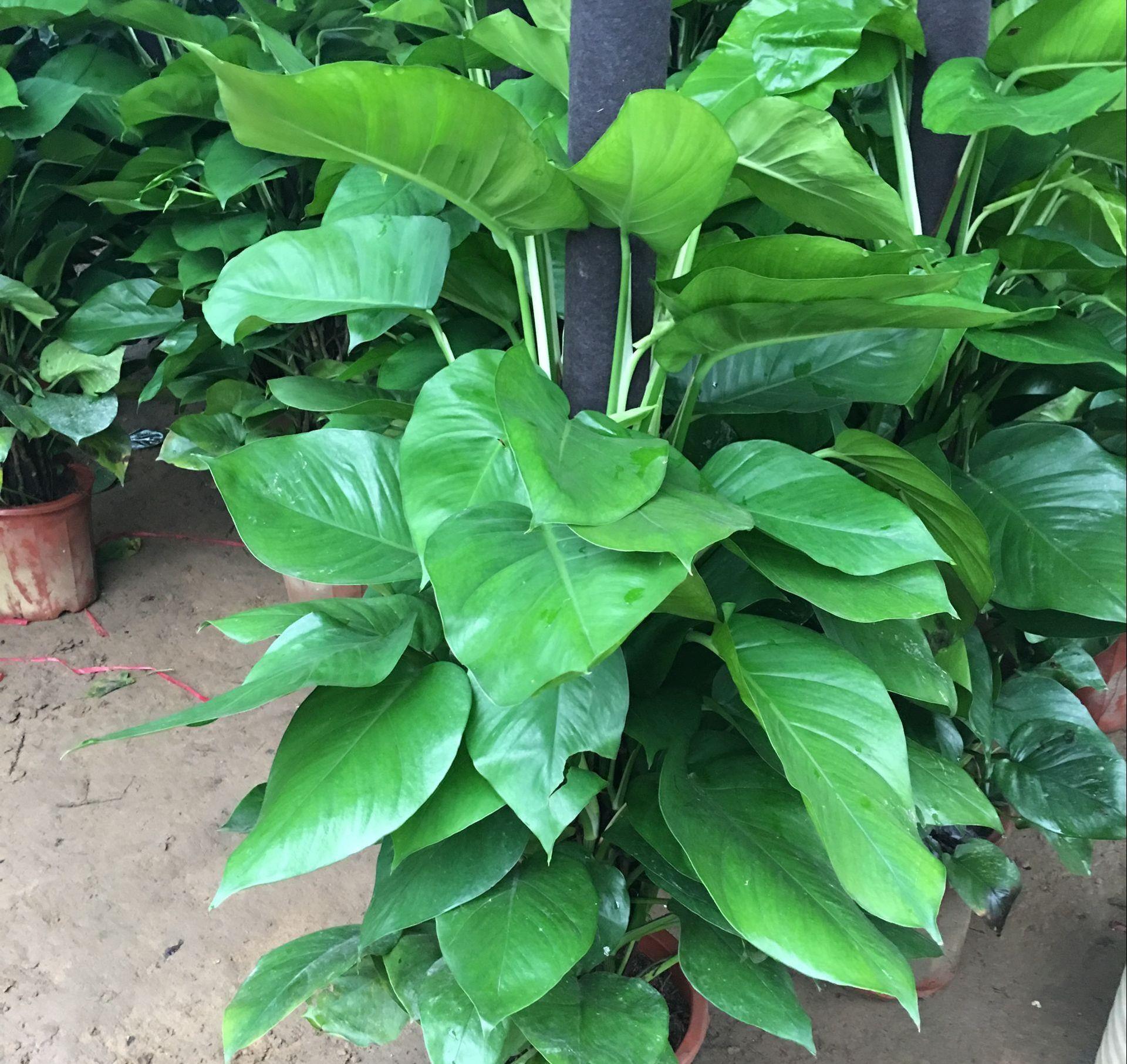 4种植物,新房子刚装修,摆放进去,能去除异味净化空气