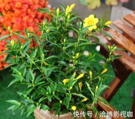 浇水|想让家里常年飘香,就养殖3种花卉,管理简单、易爆盆