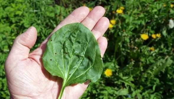 蜂蜜|女人妇科炎症总“反复”?常用此物泡水喝,炎症悄悄“远离”你