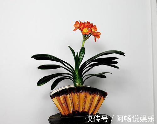 绳子|君子兰养不好，关键是不知道几个技巧，不然分分钟开到爆！