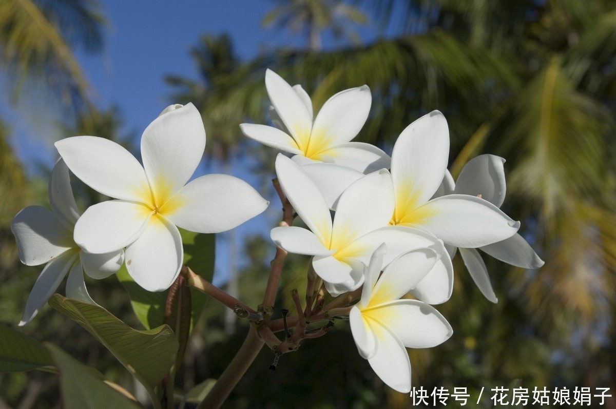 它浑身多是宝,观赏食用两不误,鸡蛋花盆栽养殖技术解析