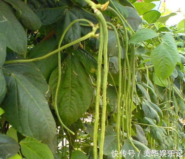 冬季|这些蔬菜不怕过期，遇到一次买10斤，能吃到冬季，炖菜炒肉特香