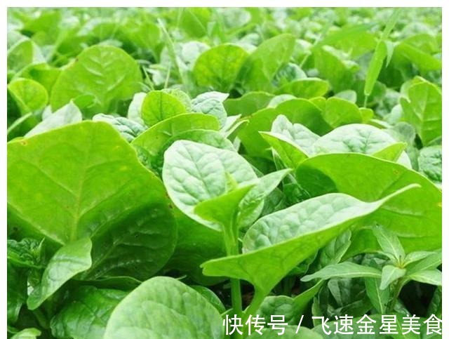 茴香|入冬后记得给孩子吃7种绿叶菜,维生素K含量高,价格也不贵!