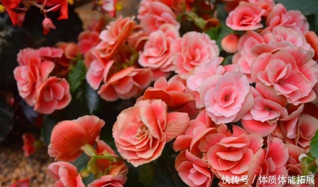 冬天花草别乱买，投资这几种，花期长，还很好养！