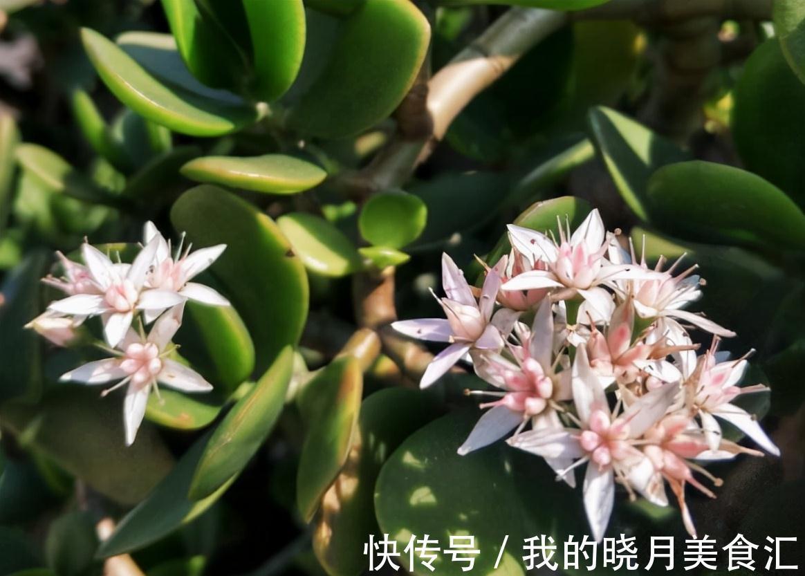 玉树|玉树长得慢?2个方面来改善,长势快、枝干壮、能开花、变老桩