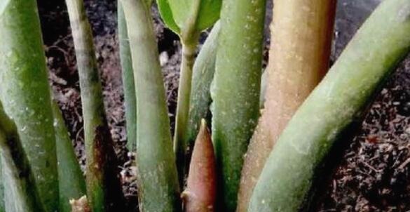 金钱树总不长10天喂次“它”,“电钻”小芽窜不停,财源滚滚来