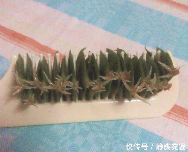 她繁殖蟹爪兰，就用1把“梳子”，3周长出“胡须根”