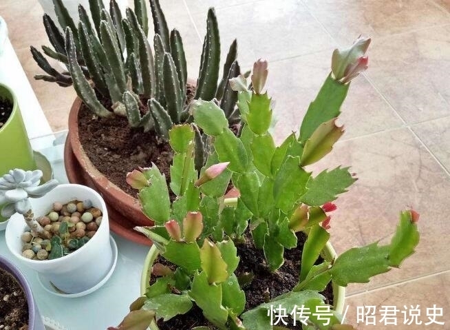 蟹爪兰怎么浇水不烂根？教你3个浇水小窍门，烂根后这样处理才对