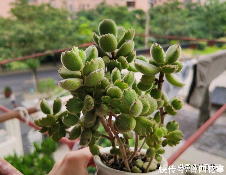 多肉熊童子长得慢？别误解它，春天做好5件事，小熊蹭蹭变大熊