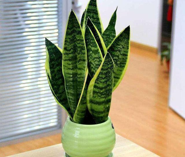 养了两三年虎皮兰不长芽,找到爆盆机关,立马不一样